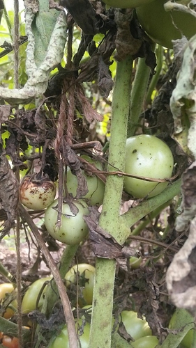 WOTR_1596285756822|281X500