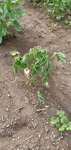 WOTR_1595387997704|236X500