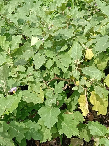 WOTR_1595219934940|375X500