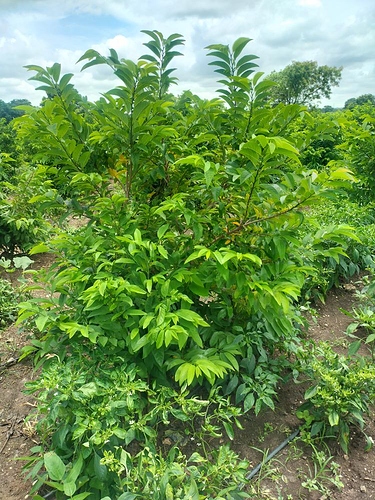 WOTR_1596696126598|375X500