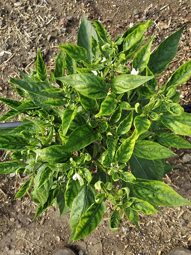 WOTR_1596281007566|374X500