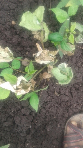 WOTR_1595148664268|281X500