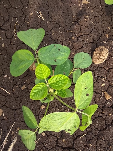 WOTR_1594553712736|375X500