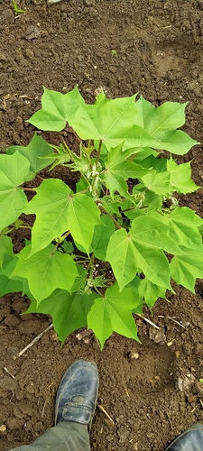 WOTR_1595757278765|225X500