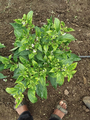 WOTR_1595308041456|374X500