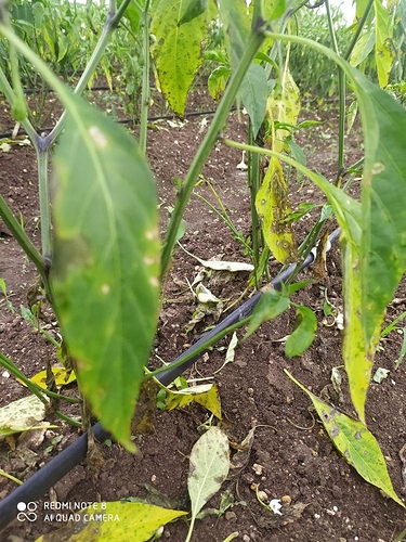 WOTR_1595816568207|375X500