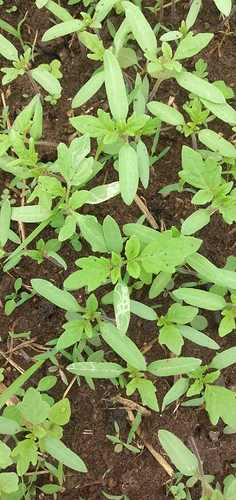 WOTR_1595748782673|236X500