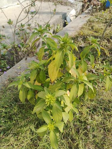 WOTR_1764909445642|376X500