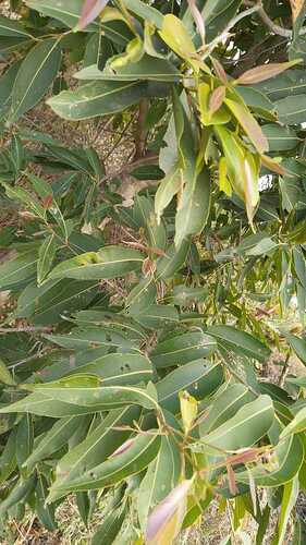 WOTR_1768990293885|281X500