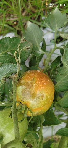 WOTR_1597856417832|230X500