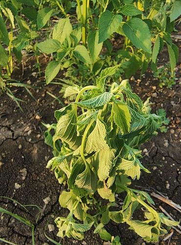 WOTR_1771847969455|370X500