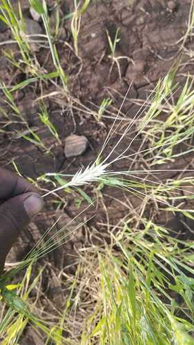 WOTR_1769252234438|281X500