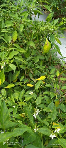 WOTR_1599465824812|225X500