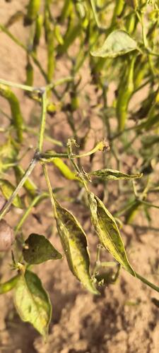 WOTR_1770198652462|225X500