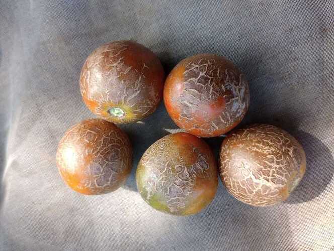 WOTR_1761390043825|664X500