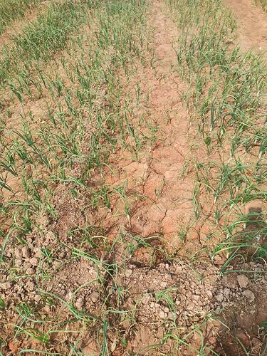 WOTR_1769416190987|375X500