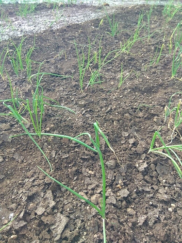 WOTR_1598265215680|375X500