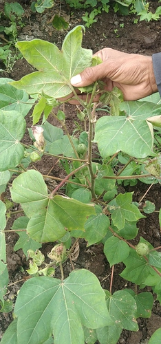 WOTR_1599536957974|234X500