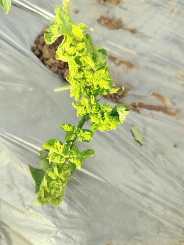 WOTR_1766143209005|375X500