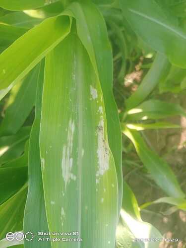 WOTR_1767001905065|375X500