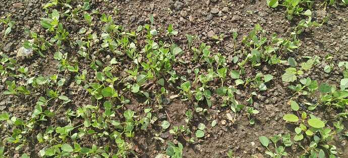 WOTR_1761753445008|690X314