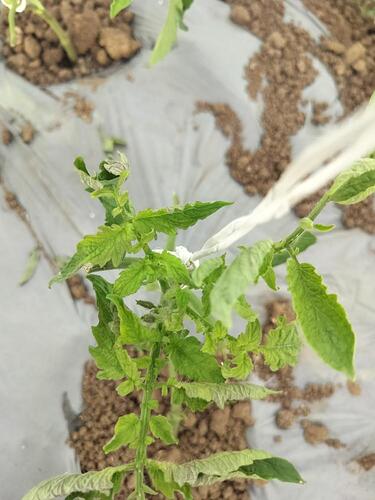 WOTR_1766143209005|375X500