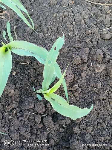 WOTR_1764046264536|375X500