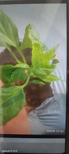 WOTR_1771483242060|225X500