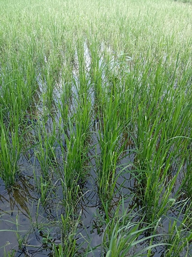 WOTR_1599633975135|375X500