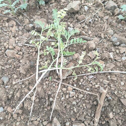 WOTR_1761633994344|500X500