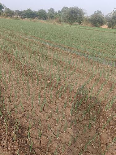 WOTR_1770201163020|375X500