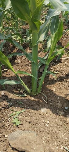 WOTR_1776929712370|226X500