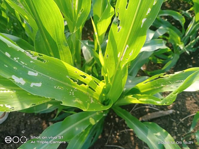 WOTR_1764928298526|666X500