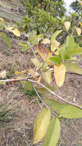 WOTR_1770259111466|281X500