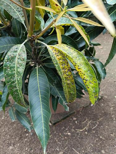 WOTR_1762232470173|375X500