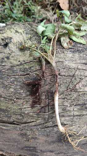 WOTR_1762144583190|281X500