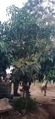 WOTR_1769691263901|230X500