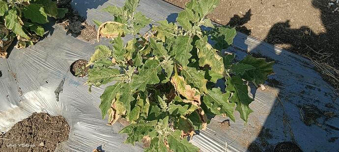 WOTR_1765609466163|690X310