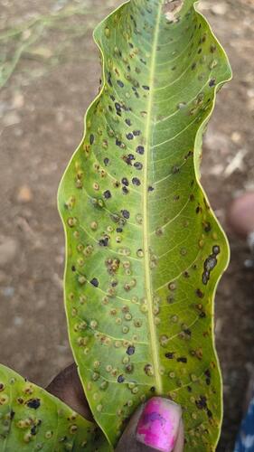 WOTR_1767347177782|281X500