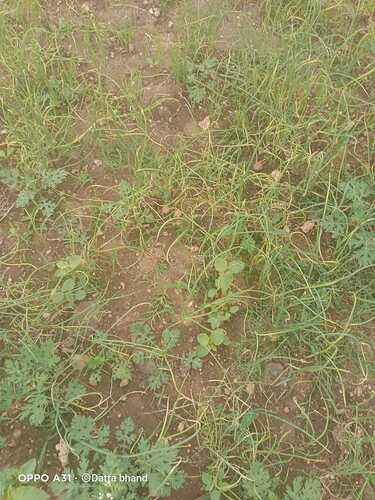 WOTR_1762072743413|375X500