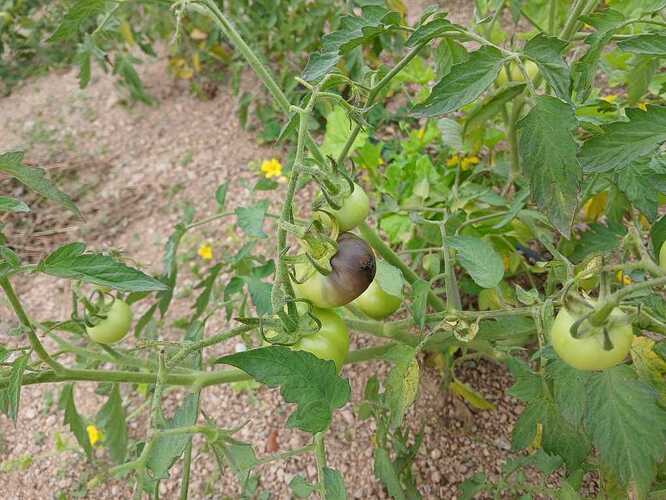 WOTR_1761742660934|666X500