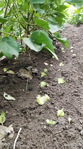 WOTR_1597477438774|281X500