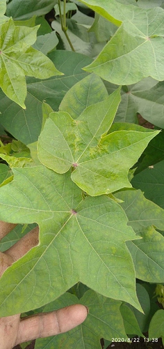 WOTR_1598083761675|236X500