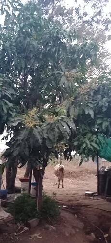 WOTR_1769691453267|230X500