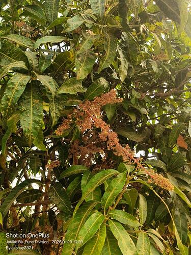 WOTR_1769662598272|375X500