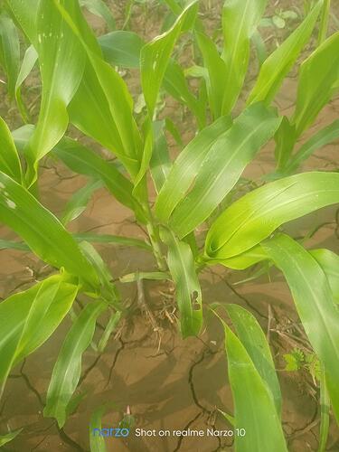 WOTR_1770021873208|375X500