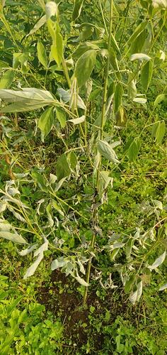 WOTR_1761558539675|236X500