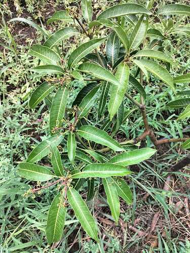 WOTR_1760619592562|375X500