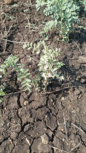 WOTR_1765862640551|282X500