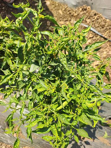 WOTR_1773127899883|375X500